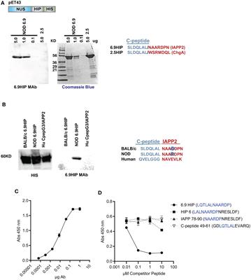 Mapping of a hybrid insulin peptide in the inflamed islet β-cells from NOD mice